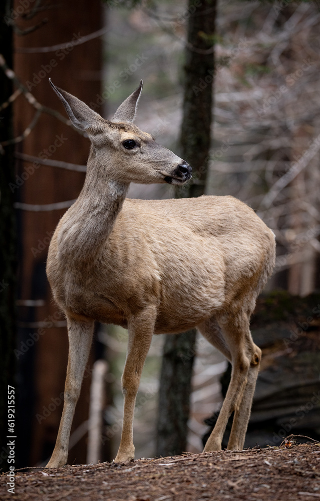 Mule deer in the forest of Sequoia National Park in California 