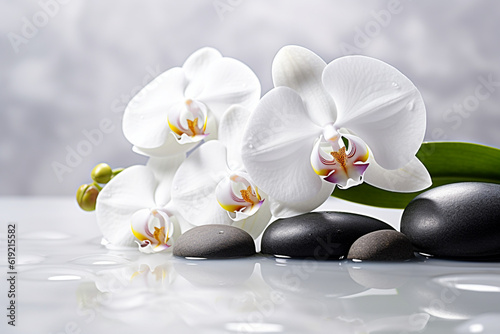 white orchid on stones