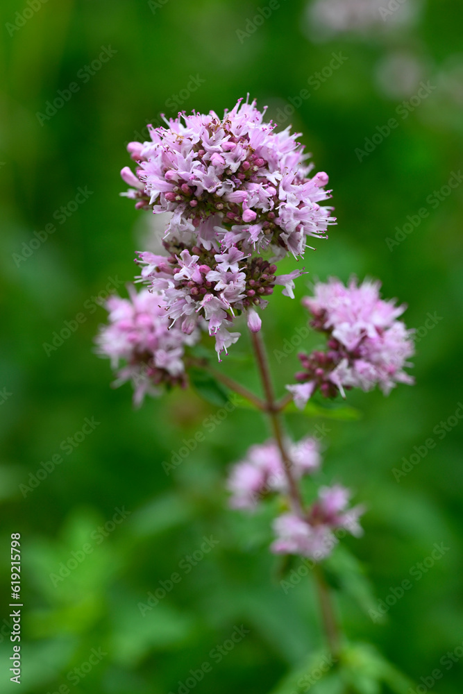 Oregano , Echter Dost (Origanum vulgare)