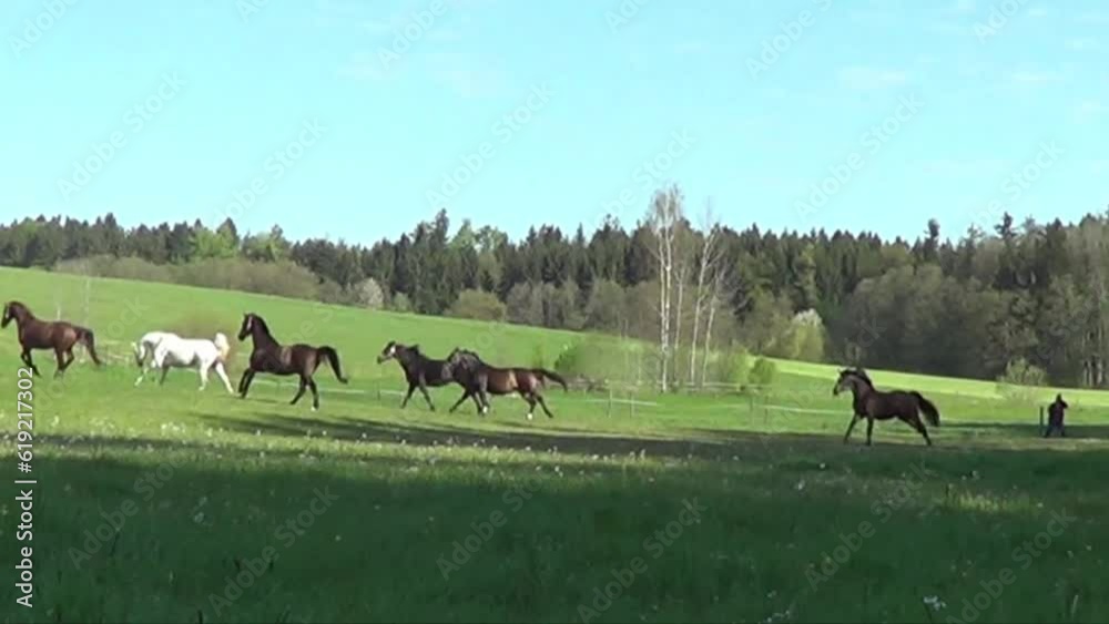 Pferde Herde im Galopp auf Koppel Pferde Herde im Galopp auf Koppel