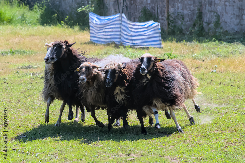 Obraz premium a small herd of wools sheep running fast in the meadow