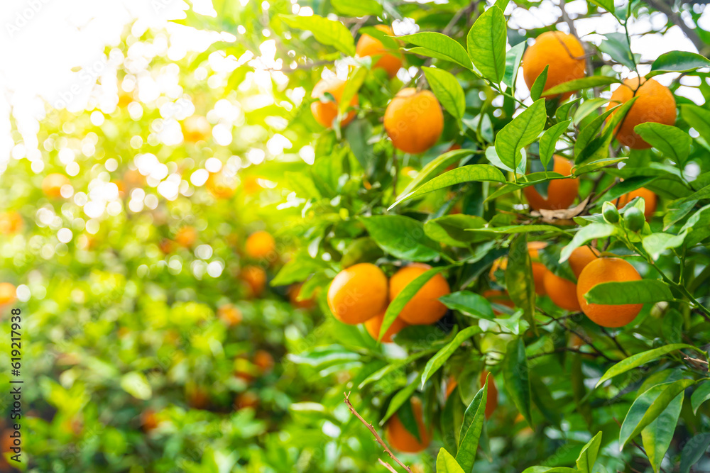 Close up view of orange fruits on trees in the garden of Turkey