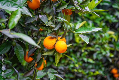 Close up view of orange fruits on trees in the garden of Turkey