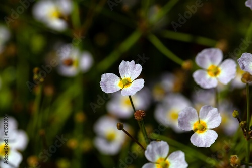 Lesser water plantain, Baldellia ranunculoides