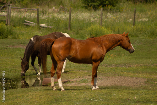 Chestnut Coat Colour Senior Mare in Heat with Tail Lifted Near Buckskin Gelding Drinking Water out of Stream with Green Grass Rural Farm Background