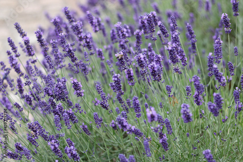 Full frame background image of beautiful lavender field with green foliage