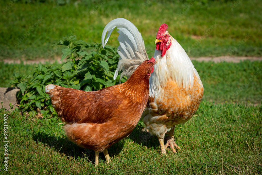 Fototapeta premium White rooster and red hen on green grass