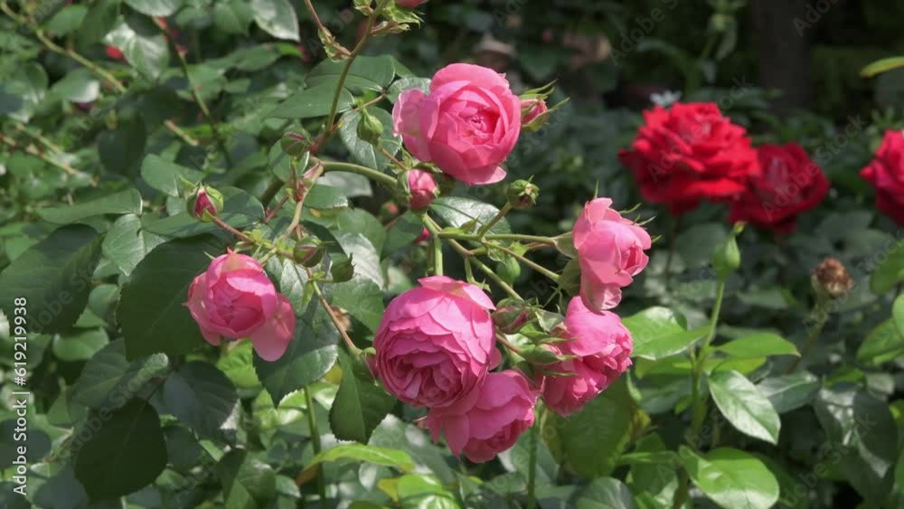 beautiful small cold pink color roses blossom bush in garden . sunny day beautiful small cold pink color roses blossom bush in garden . sunny day