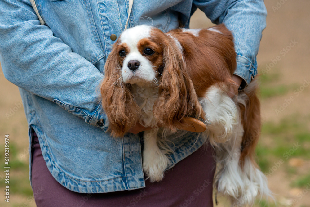Cavalier King Charles Spaniel sits in the arms of the owner