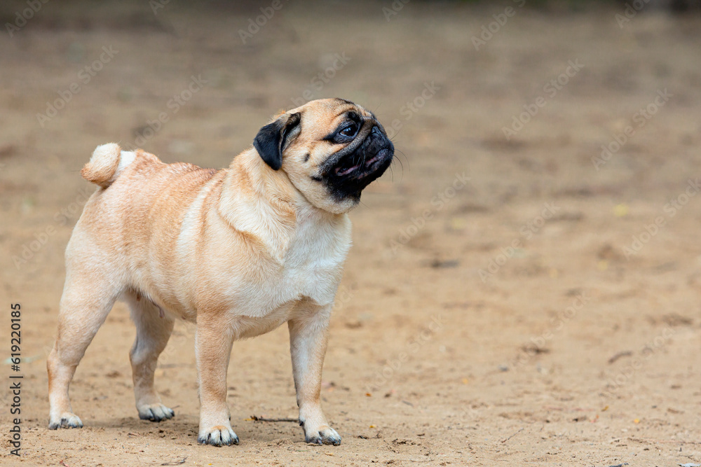 Funny pug is playing on the sandy lawn