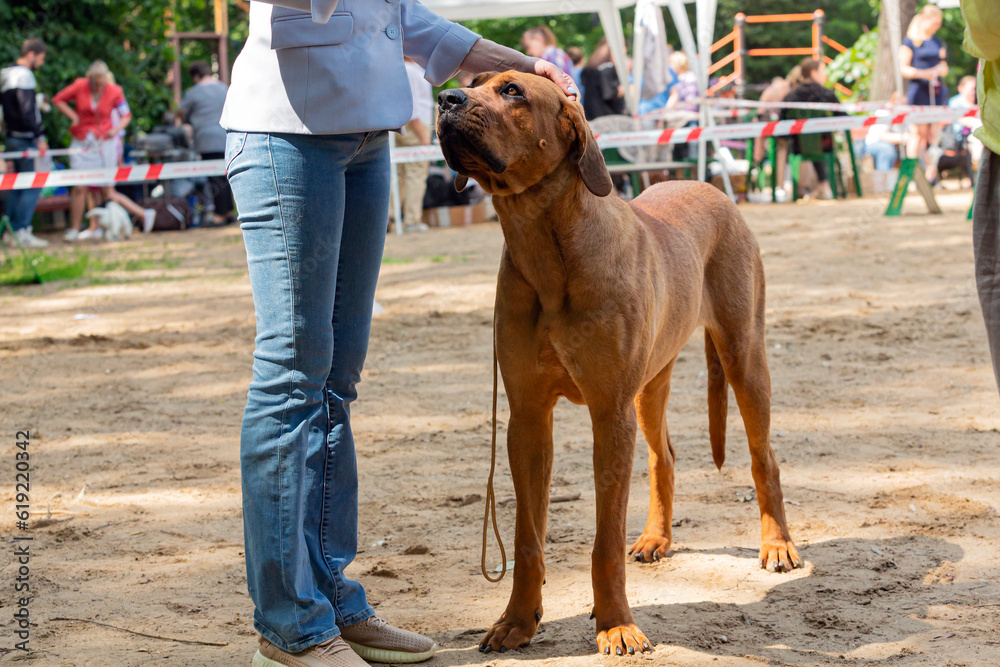 Tosa Inu (also called Tosa Ken and Japanese Mastiff) at a dog show Tosa Inu (also called Tosa Ken and Japanese Mastiff) at a dog show
