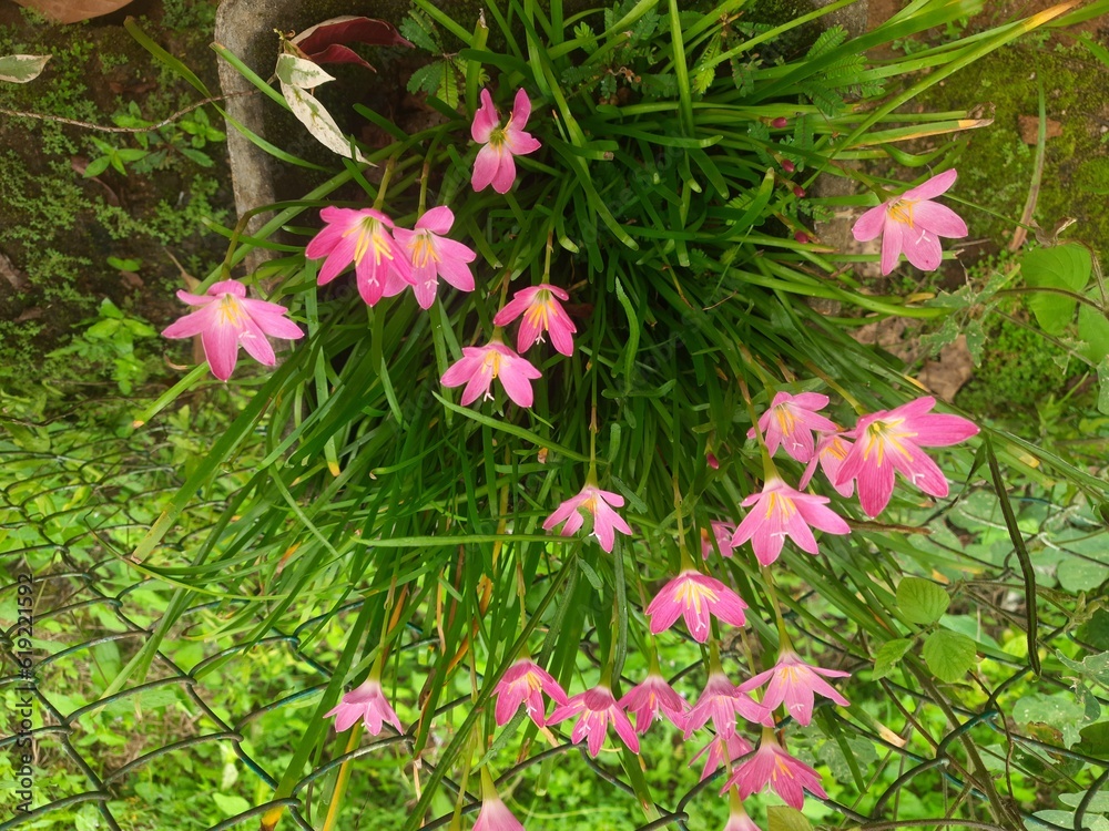 Pink Mountain Lilly Pink Mountain Lilly
