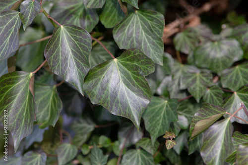 Wallpaper Mural Ivy Hedera helix 'WOERNER' on tree bark Torontodigital.ca