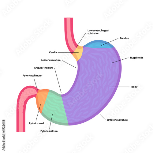 Stomach sections diagram