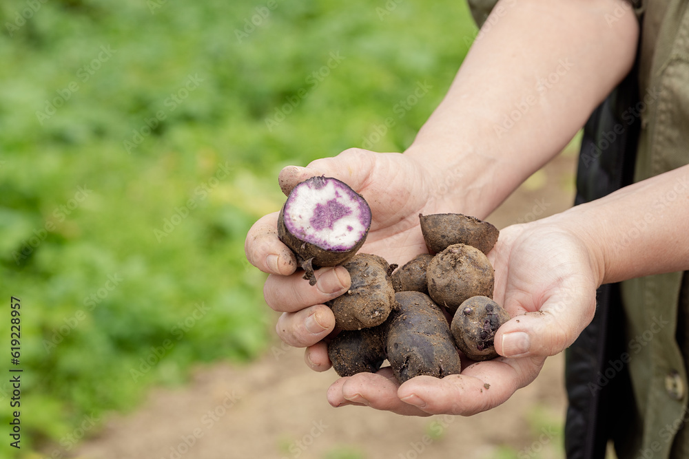 Unrecognizable crop person showing handful of purple potatoes