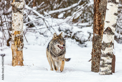 European wolf Canis Lupus in natural habitat. Wild life. Timber wolf in snowy winter forest.