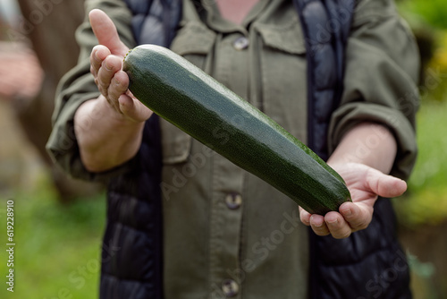 Crop person showing fresh zucchini in farm photo