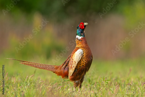 Bażant (Phasianus colchicus)