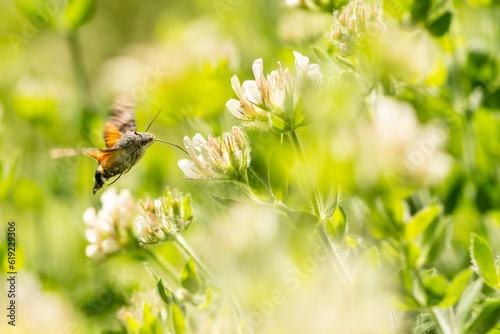 Flying hawk moth feeding from flower photo