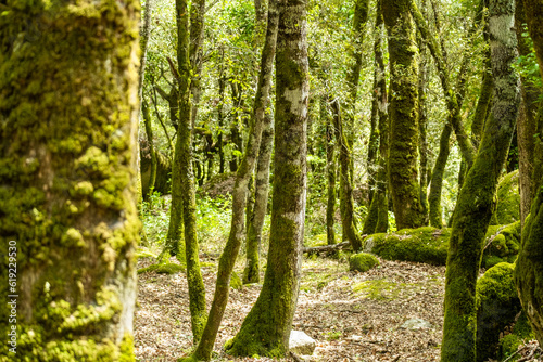 Floresta di Monte Pisano, Sardenha.