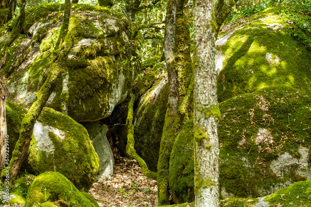 Floresta di Monte Pisano, Sardenha. Floresta di Monte Pisano, Sardenha.