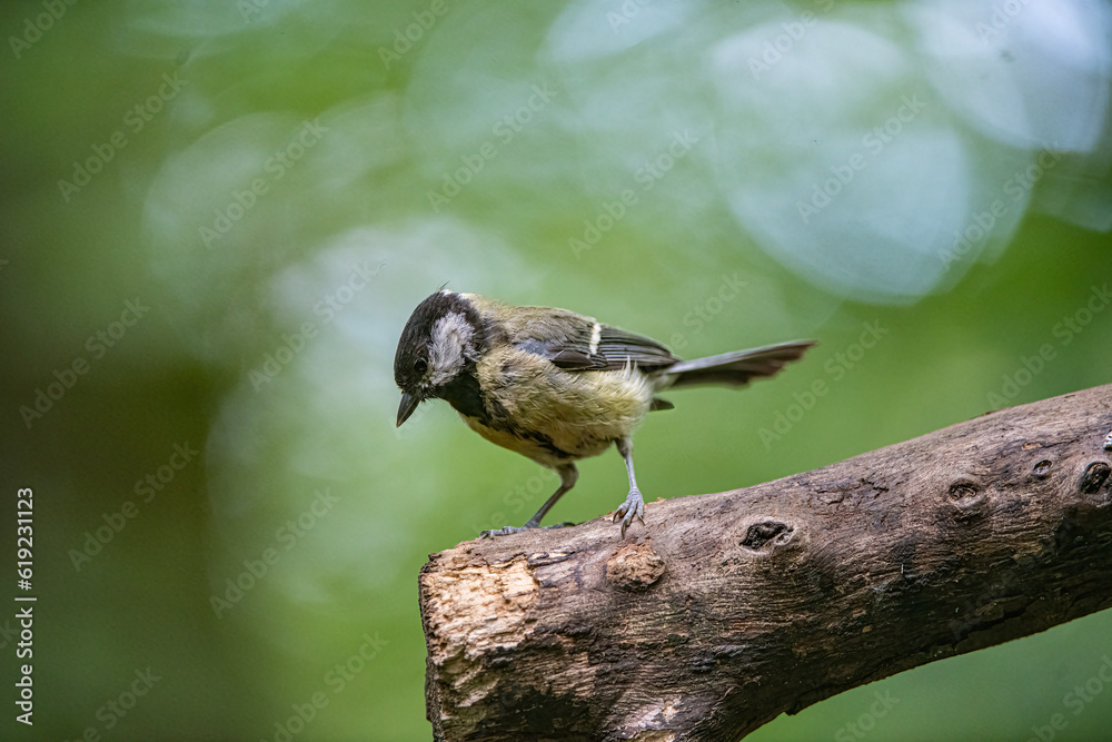 Fototapeta premium Great Tit