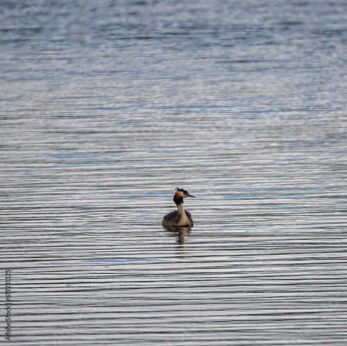 great crested grebe 