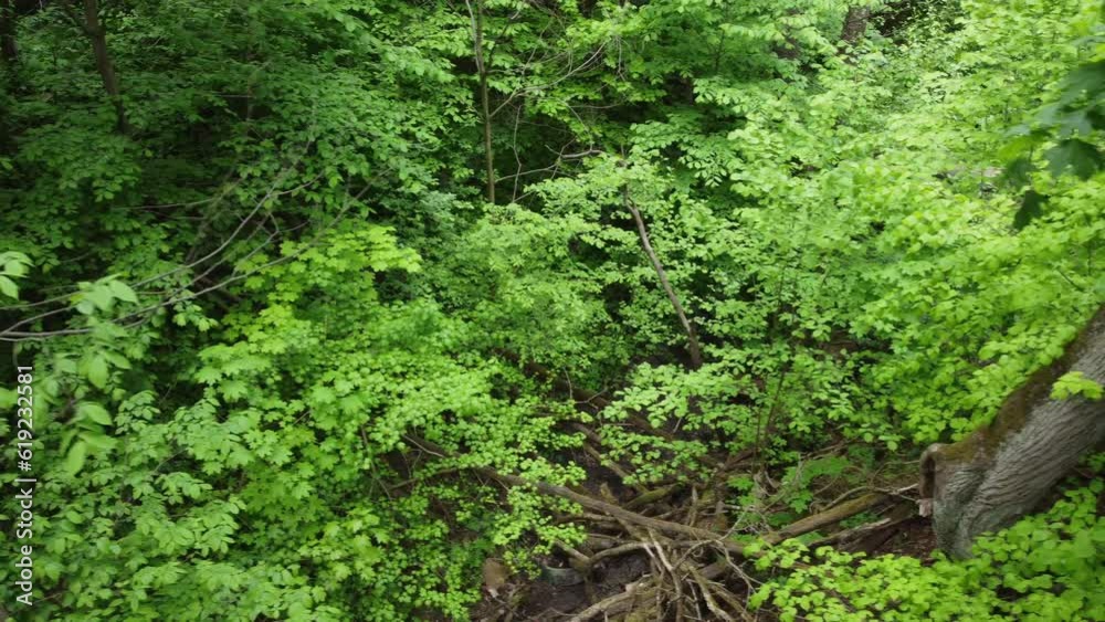 Drone flight between dense tree branches. The branches are tightly intertwined in the thicket of the forest.