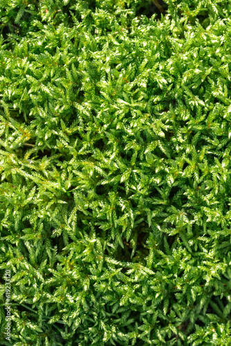 Texture of green forest moss close up