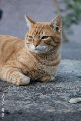 orange cat sitting on the street