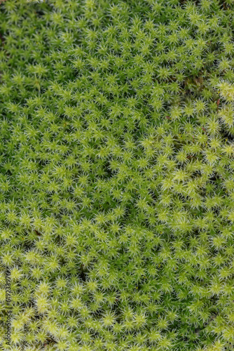 Texture of green forest moss close up
