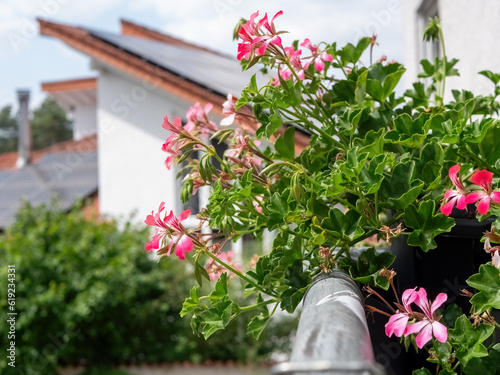 Fototapeta Naklejka Na Ścianę i Meble -  Lush Hanging Geraniums on the Balcony During Summer