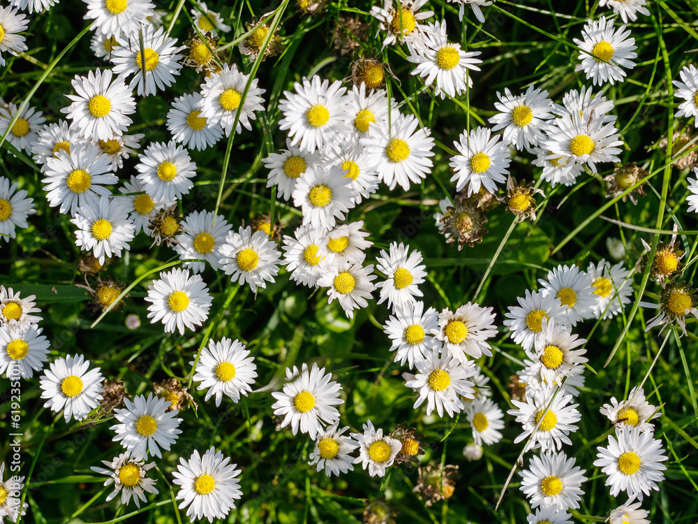 Scene with small white summer flowers in a field. Selective focus. Nature background. Warm season and blossom concept. Scene with small white summer flowers in a field. Selective focus. Nature background. Warm season and blossom concept.