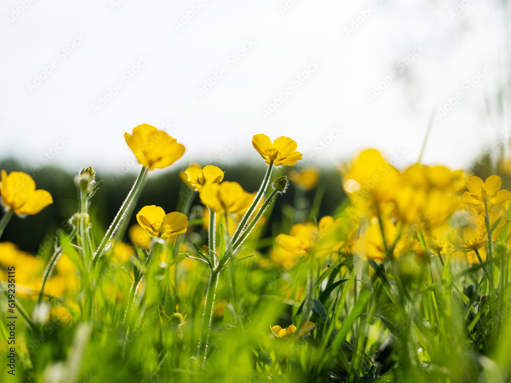 Scene with small yellow summer flowers in a field. Selective focus. Nature background. Warm season and blossom concept.