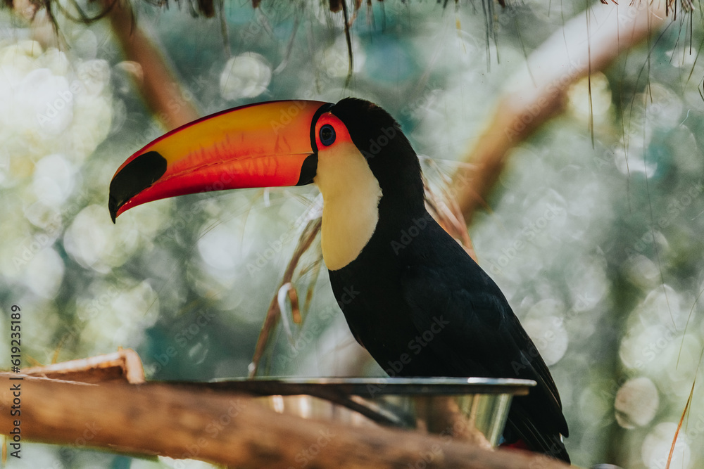 Obraz premium toucan on a branch