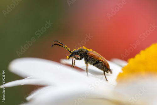 Fairy-ring Longhorn Beetle (Pseudovadonia livida) on Anthemis tinctoria ‘E.C.Buxton’ photo