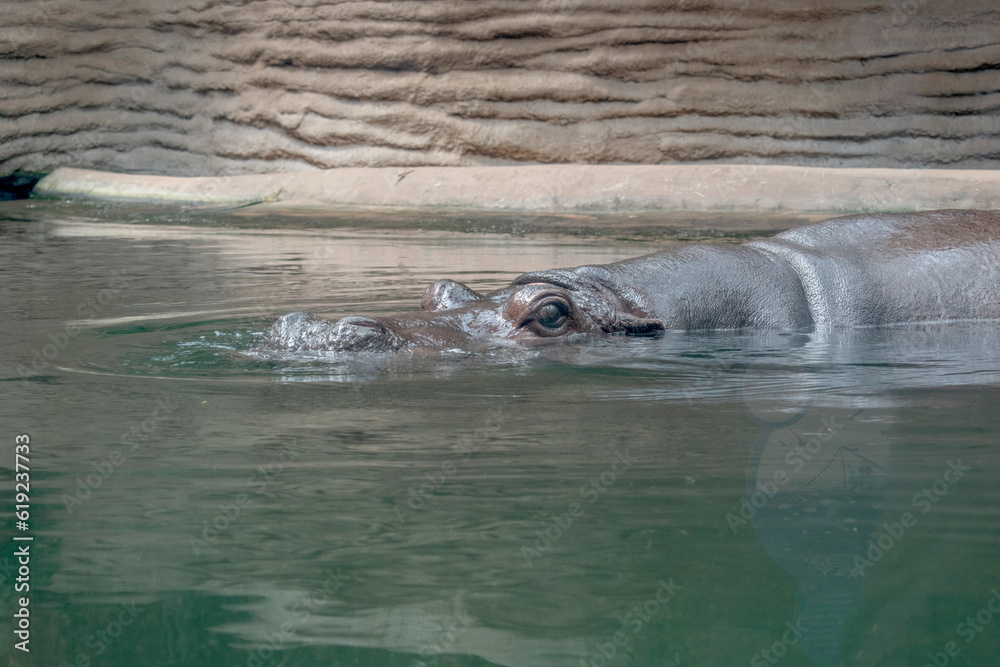 Fototapeta premium Hippo Splash: A regular hippopotamus enjoying a swim in a pool