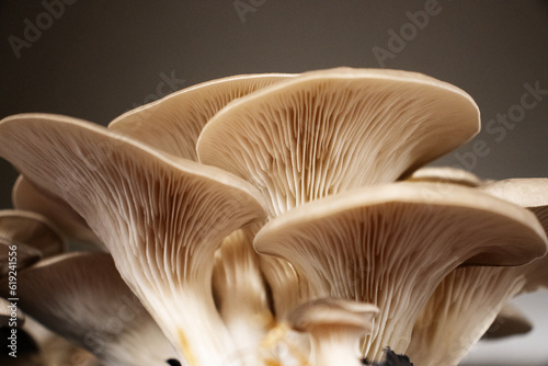 detail of the grey oyster mushroom (Pleurotus ostreatus)