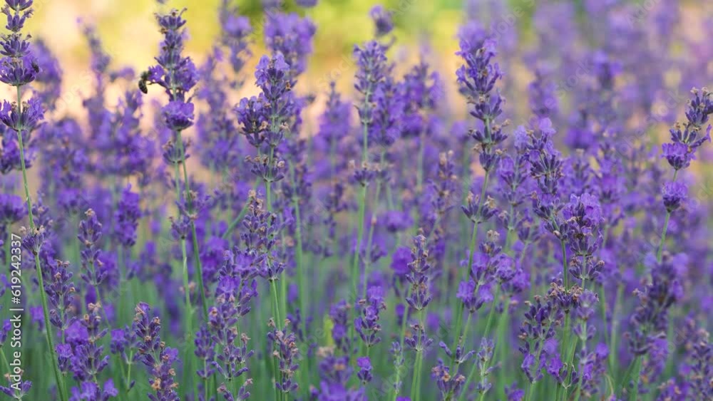 blooming lavender flowers blooming lavender flowers