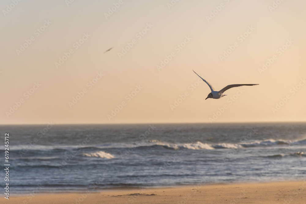 Seagull flying over the shore of the beach.