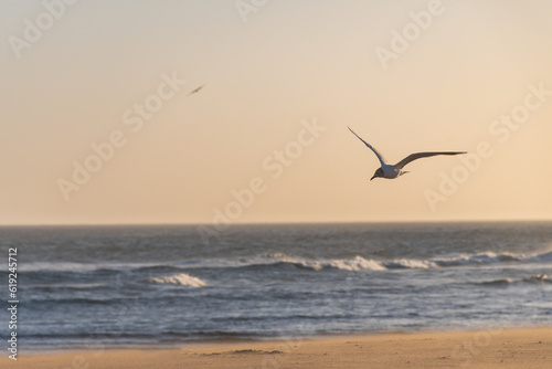 Seagull flying over the shore of the beach.