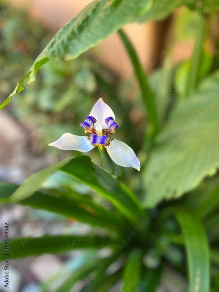 Flor Flor