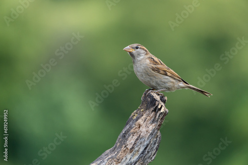 Female House Sparrow perched on an old tree stump