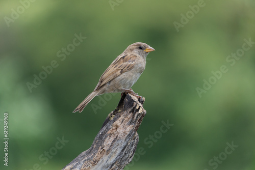 Female House Sparrow perched on an old tree stump © Jamie