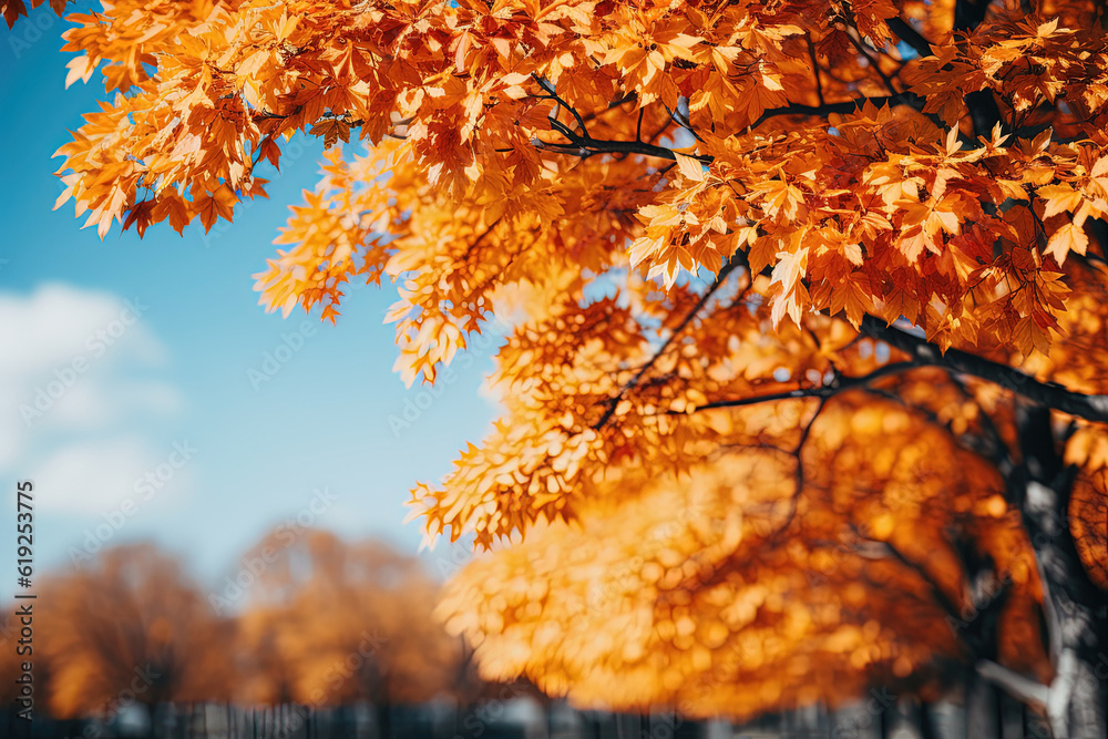 Trees in fall park from below, yellow tops of trees, blue sky background Trees in fall park from below, yellow tops of trees, blue sky background