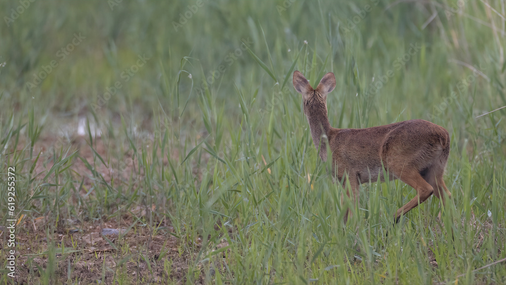 Water deer, Vampire Deer, elk, Hydropotes inermis, 고라니, 수컷 Water deer, Vampire Deer, elk, Hydropotes inermis, 고라니, 수컷