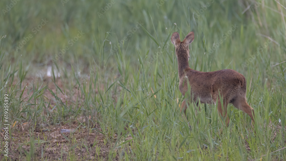 Water deer, Vampire Deer, elk, Hydropotes inermis, 고라니, 수컷 Water deer, Vampire Deer, elk, Hydropotes inermis, 고라니, 수컷