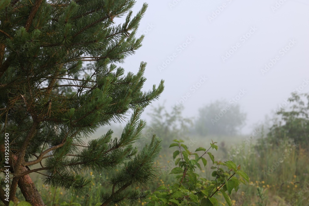 Fototapeta premium Beautiful pine tree growing outdoors on summer day. Space for text