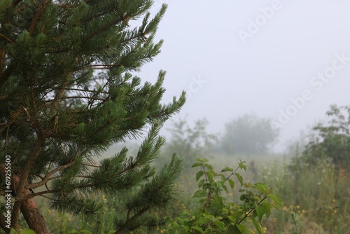 Beautiful pine tree growing outdoors on summer day. Space for text