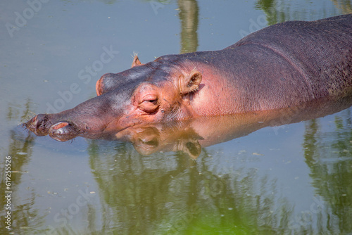 Huge hippo relaxing in the water while sunbathing